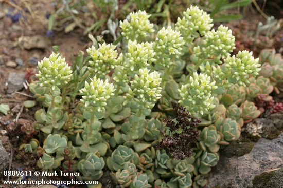 Sedum oregonense