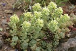 Creamy Flowered Stonecrop