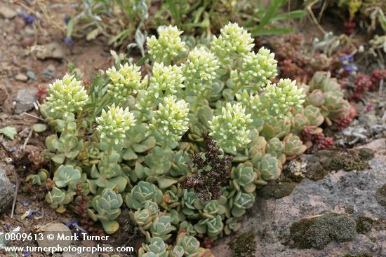 Sedum oregonense