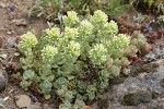 Creamy Flowered Stonecrop