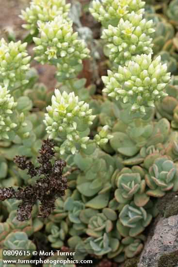 Sedum oregonense