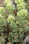 Creamy Flowered Stonecrop