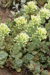 Creamy Flowered Stonecrop