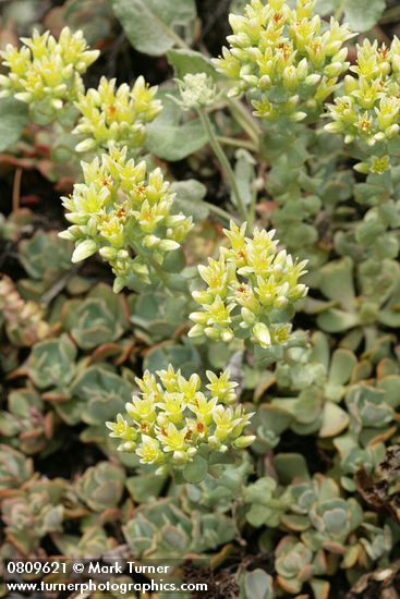 Sedum oregonense