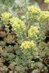 Creamy Flowered Stonecrop