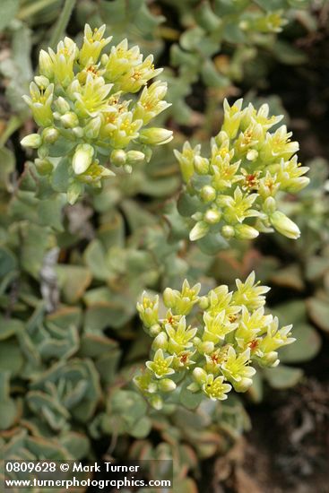 Sedum oregonense