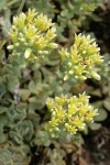 Creamy Flowered Stonecrop