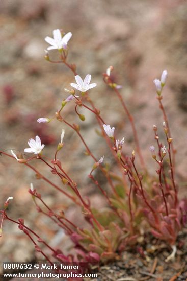 Montia parvifolia