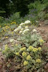 Creamy Flowered Stonecrop w/ Heartleaf Buckwheat