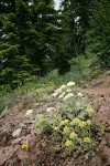 Creamy Flowered Stonecrop w/ Heartleaf Buckwheat, Spreading Stonecrop on rocky outcrop at edge of forest