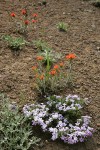 Spreading Phlox & Harsh Paintbrush on thin rocky soil