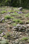 Spreading Phlox, Harsh Paintbrush, Menzies' Delphiniums, Subalpine Mariposa Lilies on thin rocky soil