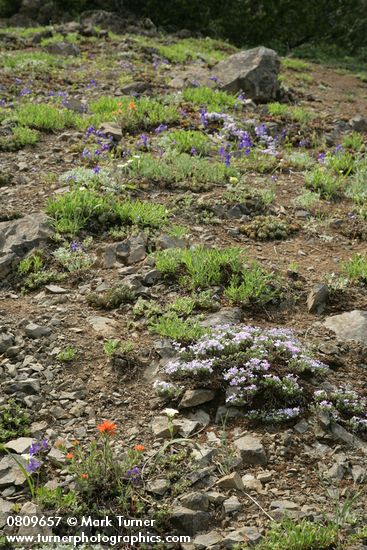 Phlox diffusa; Castilleja hispida; Delphinium menziesii; Calochortus subalpinus