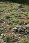 Spreading Phlox, Harsh Paintbrush, Menzies' Delphiniums, Subalpine Mariposa Lilies on thin rocky soil