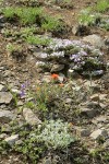 Spreading Phlox, Harsh Paintbrush, Menzies' Delphiniums, Subalpine Mariposa Lilies on thin rocky soil