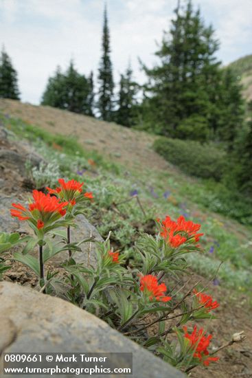 Castilleja hispida