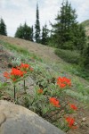 Harsh Paintbrush on open rocky slope