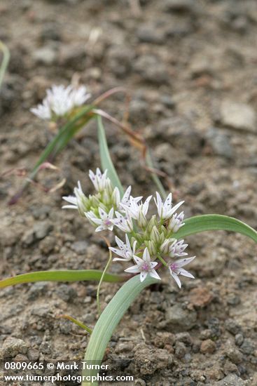 Allium crenulatum