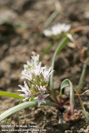 Allium crenulatum