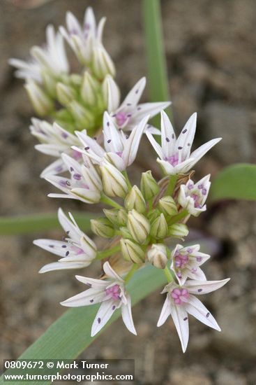 Allium crenulatum