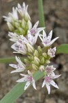 Olympic (Scalloped) Onion blossoms