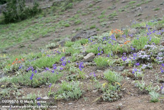 Delphinium menziesii; Phlox diffusa; Castilleja hispida; Calochortus subalpinus