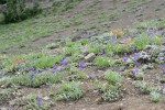 Menzies' Delphiniums, Spreading Phlox, Harsh Paintbrush, Subalpine Mariposa Lilies on thin rocky soil