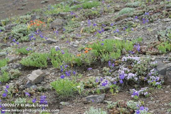 Delphinium menziesii; Phlox diffusa; Castilleja hispida; Calochortus subalpinus