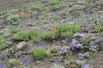 Menzies' Delphiniums, Spreading Phlox, Harsh Paintbrush, Subalpine Mariposa Lilies on thin rocky soil