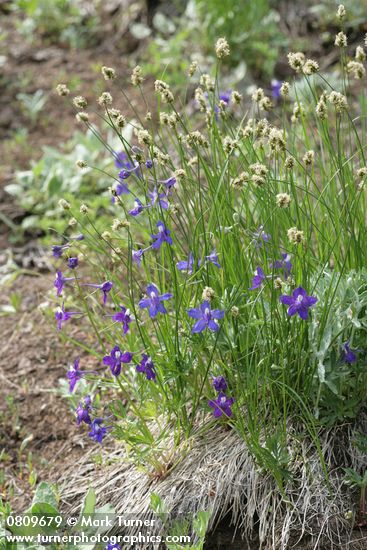 Delphinium menziesii; Carex sp.