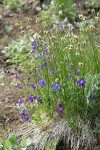 Menzies' Delphiniums w/ Sedge