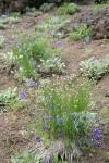 Menzies' Delphiniums w/ Sedge on xeric slope