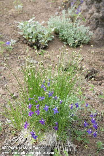 Delphinium menziesii; Carex sp.