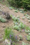 Menzies' Delphiniums w/ Sedge on xeric slope