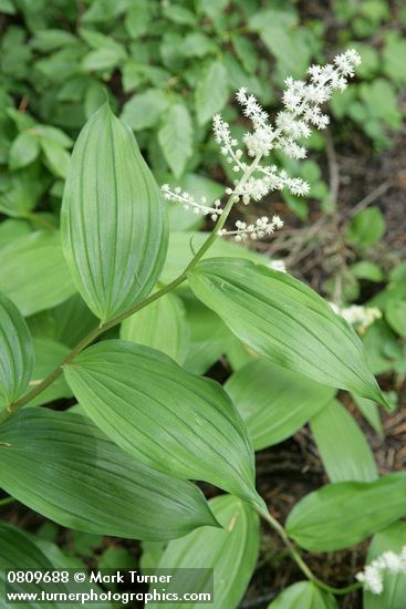 Maianthemum racemosum