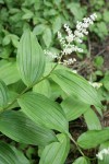 Large False Solomon's Seal