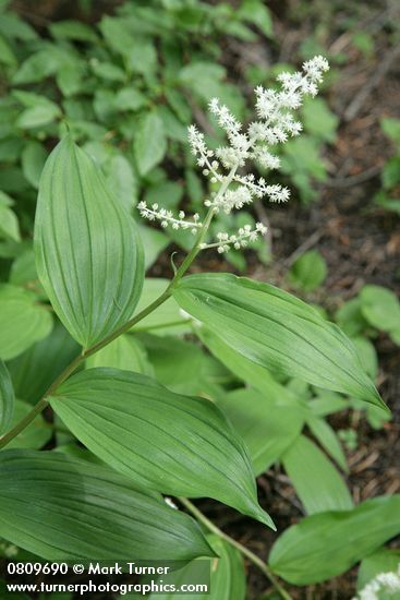 Maianthemum racemosum