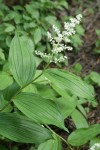 Large False Solomon's Seal