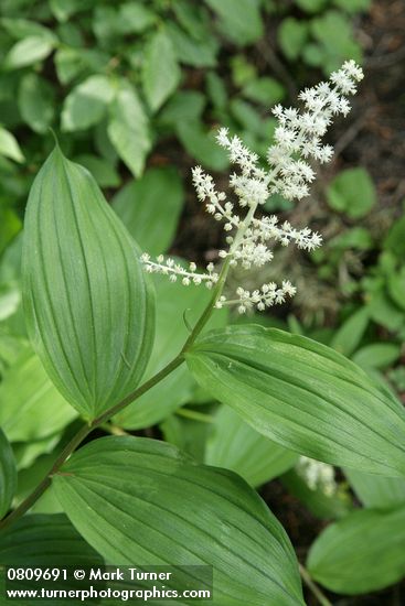 Maianthemum racemosum