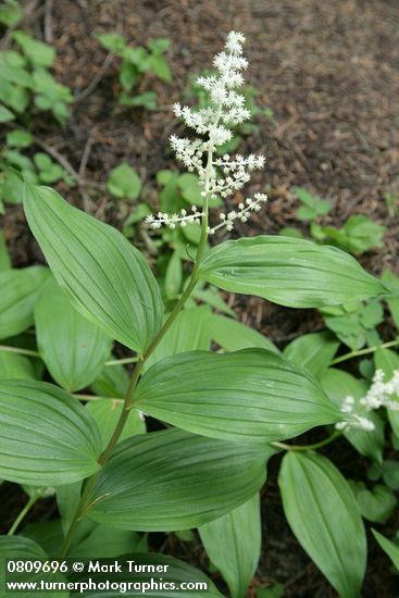 Maianthemum racemosum