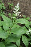 Large False Solomon's Seal