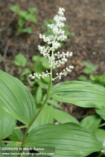 Maianthemum racemosum