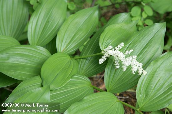 Maianthemum racemosum