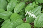 Large False Solomon's Seal