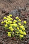 Sulphur Buckwheat