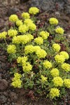 Sulphur Buckwheat