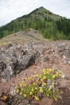 Gordon's Ivesia, Spreading Stonecrop on xeric habitat w/ Cone Peak bkgnd