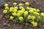 Sulphur Buckwheat