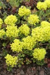 Sulphur Buckwheat