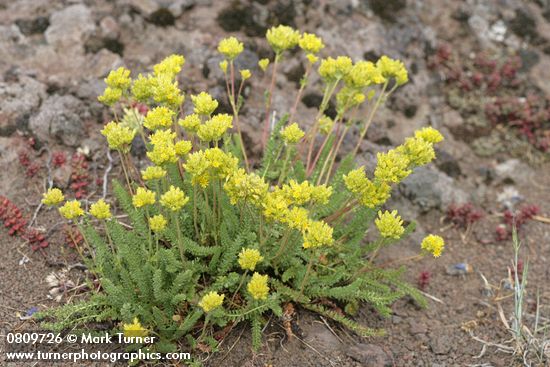 Ivesia gordonii